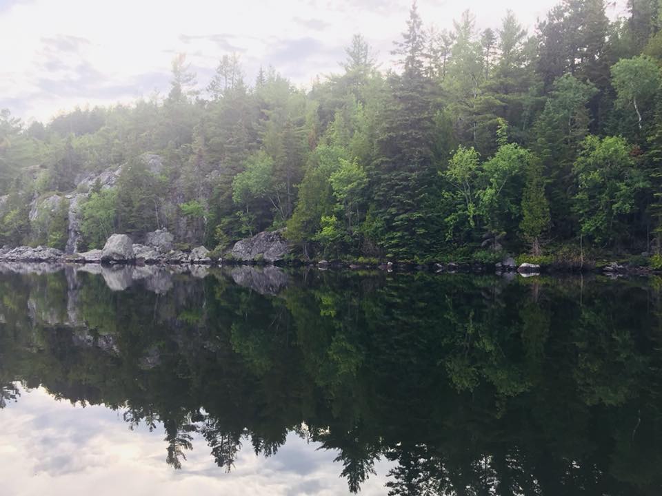 Végétation riveraine luxuriante protegeant les rives du lac