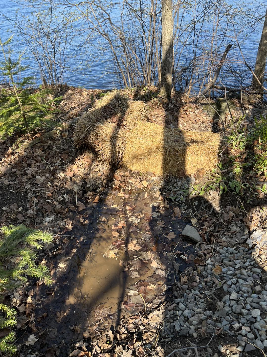 Ballots de paille installés au pied des arbres pour prévenir l'érosion des berges